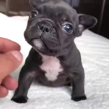 cute puppy trying to barking with cute voice