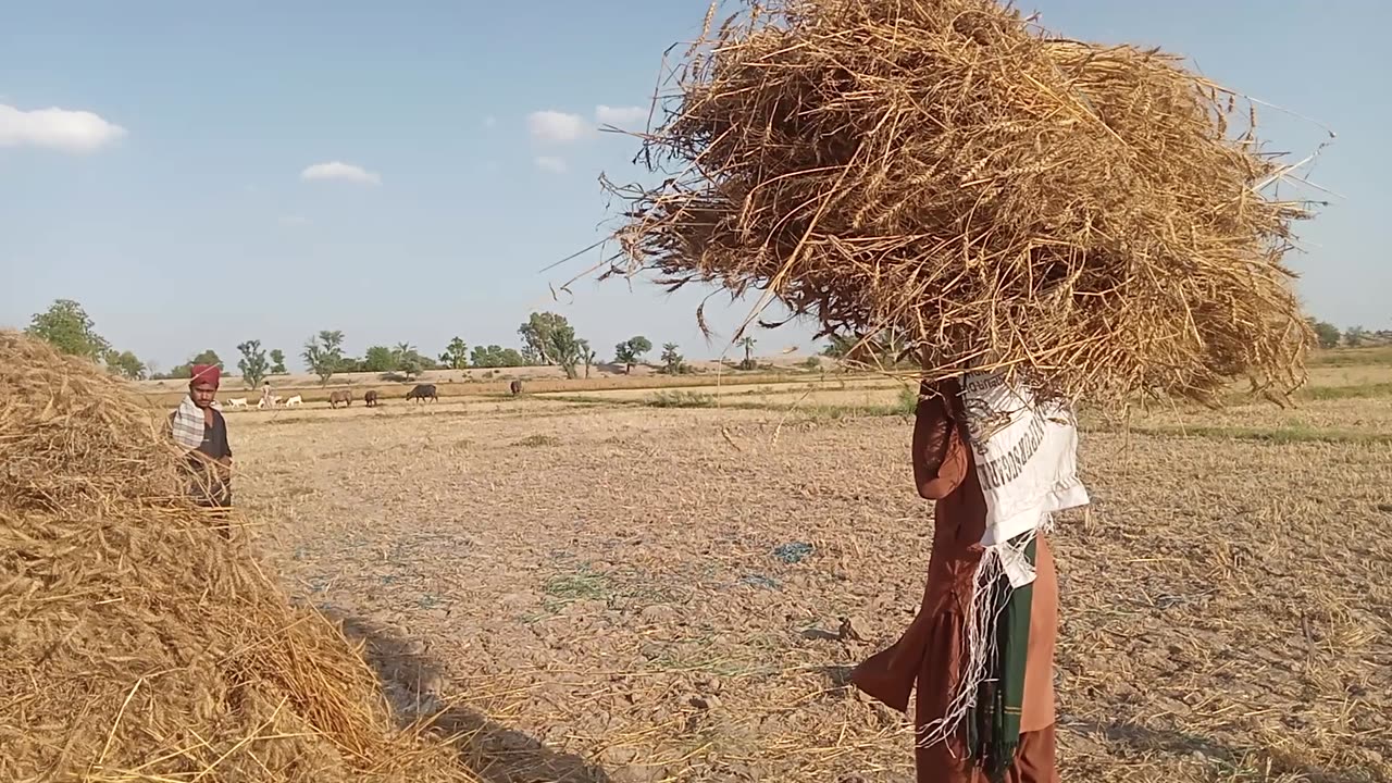 How to do wheat 🌾 crop