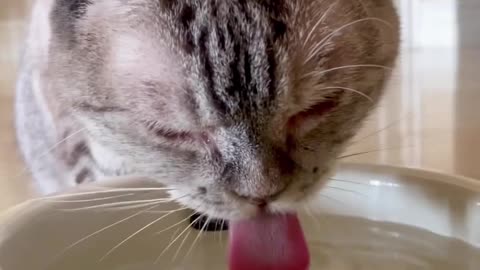 Cat Eating Water