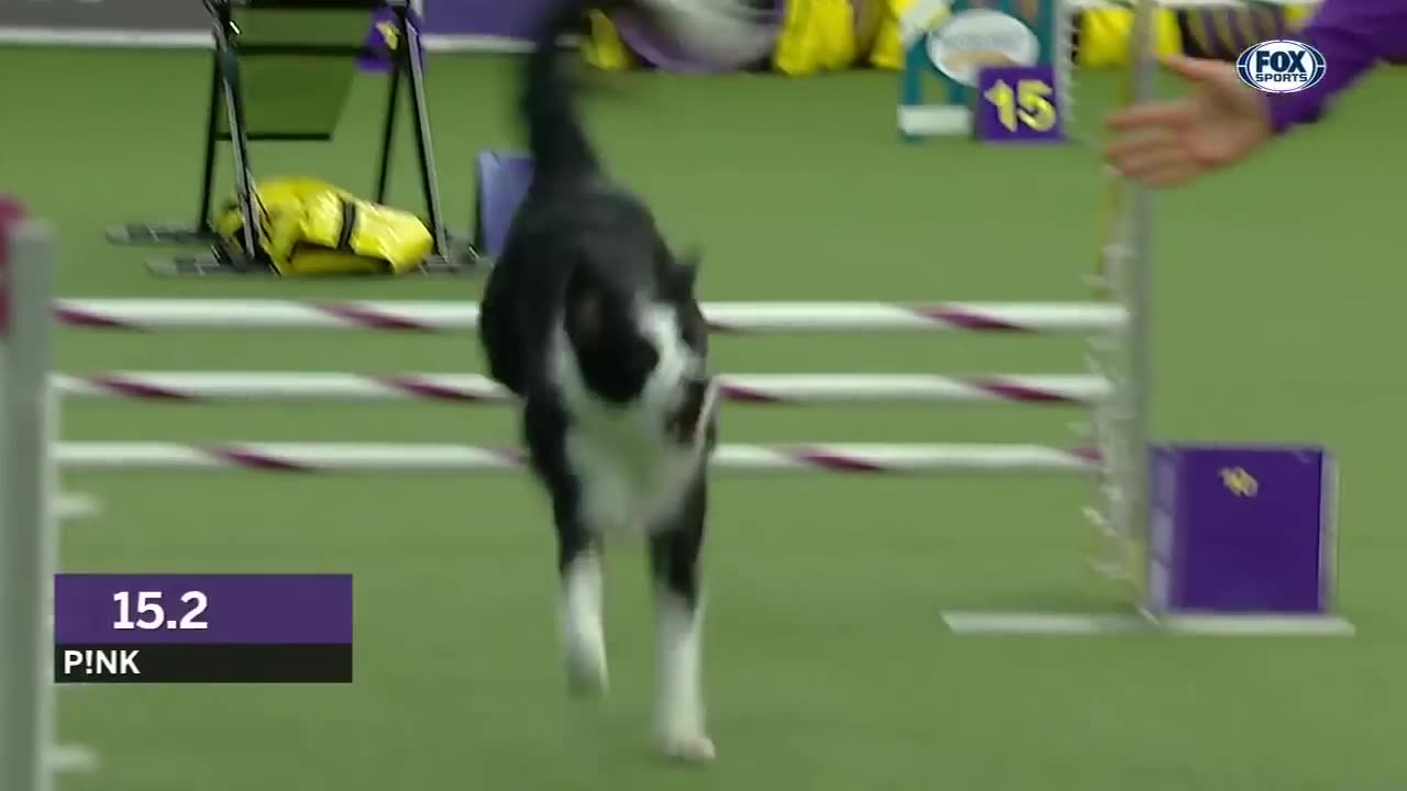 Dog Best Performance