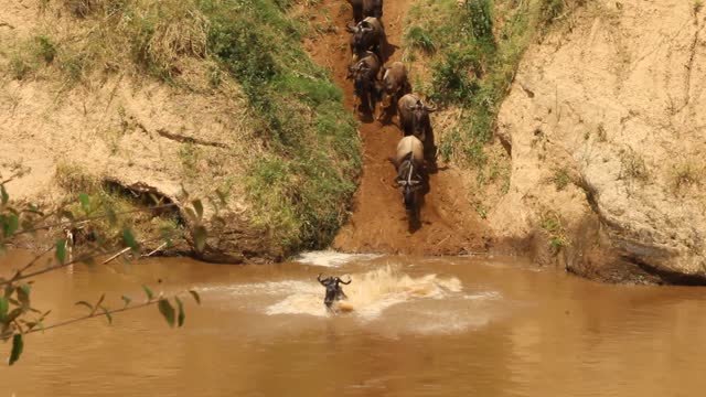 Crocodile Hunts During Wildebeest Migration