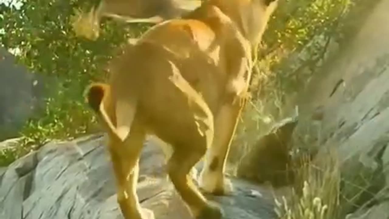 Owl attack lioness