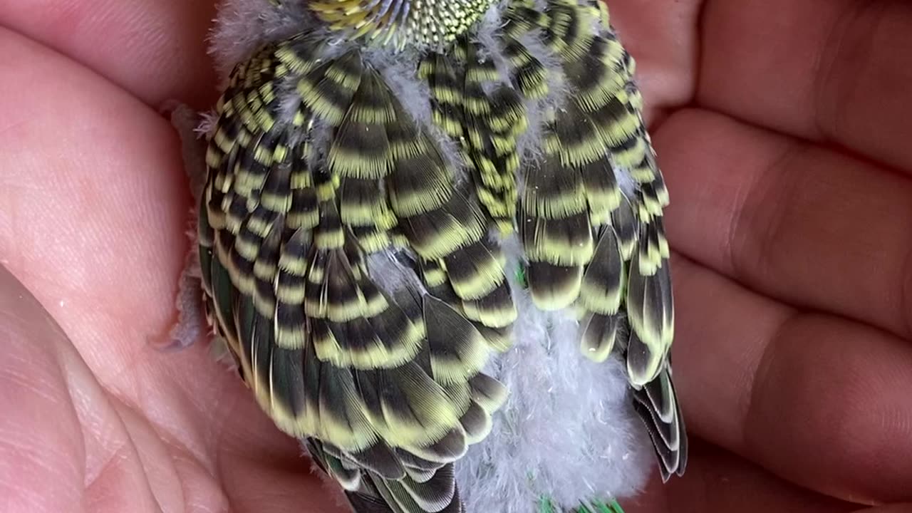 Baby Parakeet Budgie 20 days old