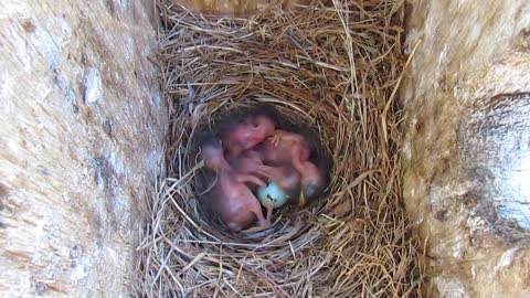 Man Checks on Baby Bluebirds in Small Birdhouse at His Porch