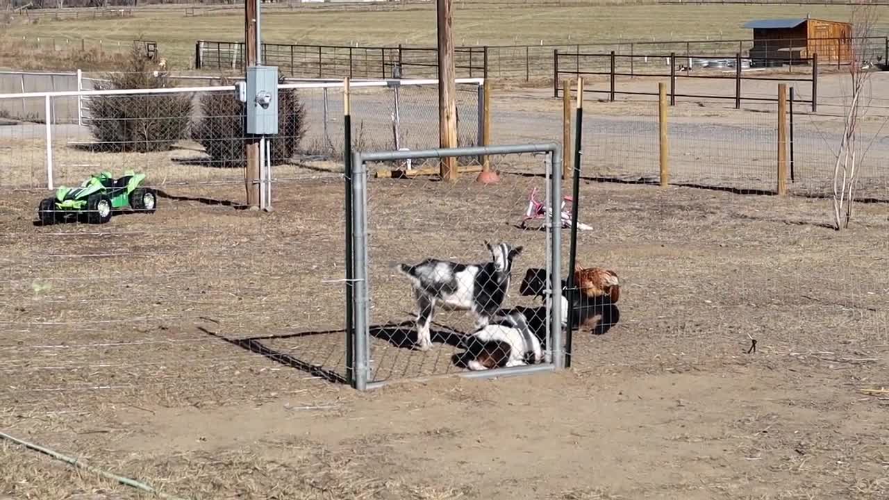 It's Morning Time for the Whole Farm! Alexa Pretends to be a Critter