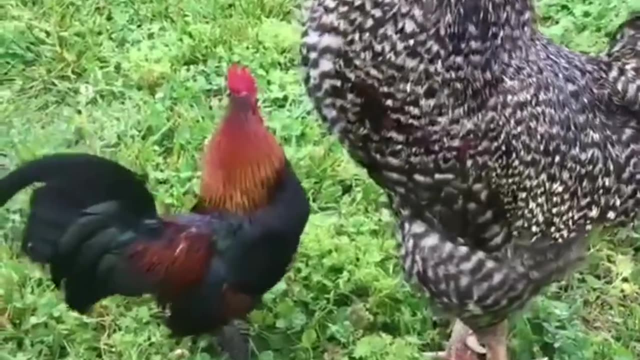 Little rooster attempts to crow