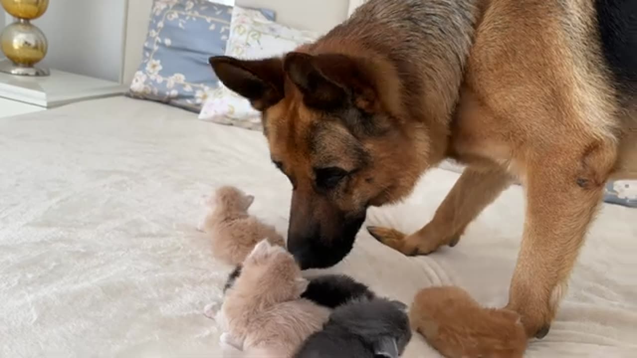 German Shepherd Wants to be a Friend for Tiny Kittens