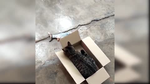 Baby Cats - Cute and Funny Cat Videos Compilation #8 Aww Animals