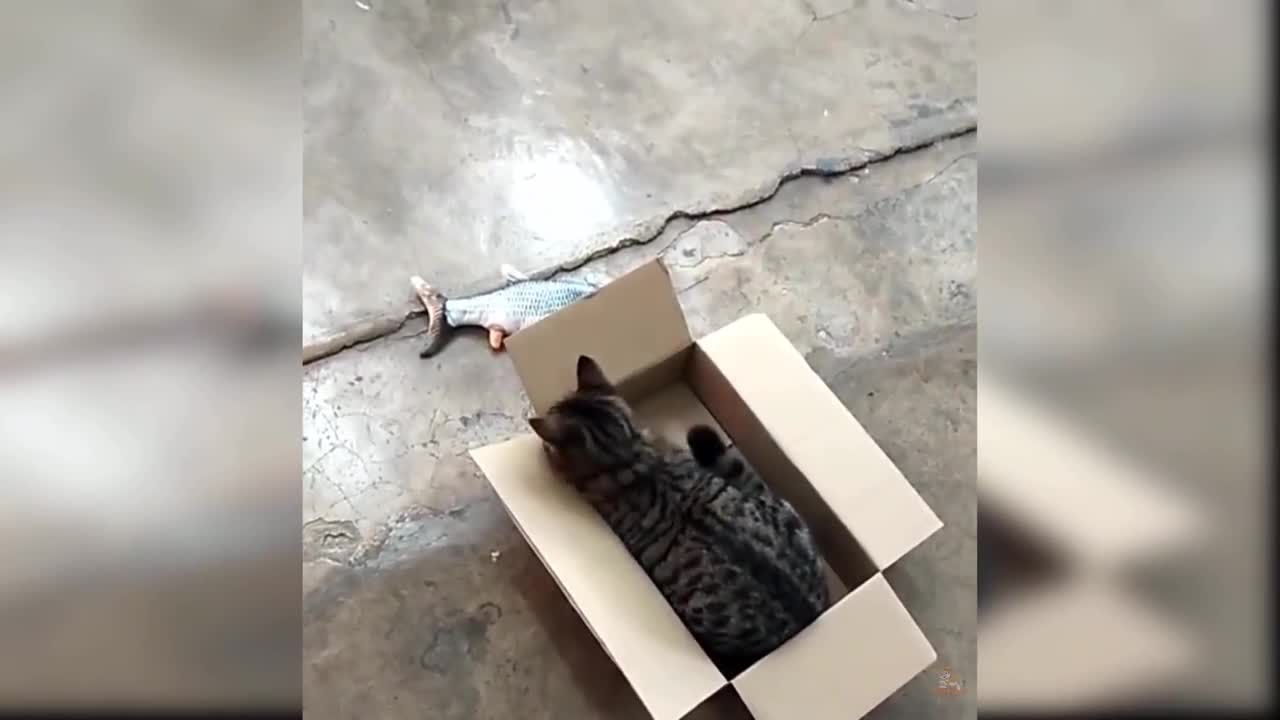 Baby Cats - Cute and Funny Cat Videos Compilation #8 Aww Animals