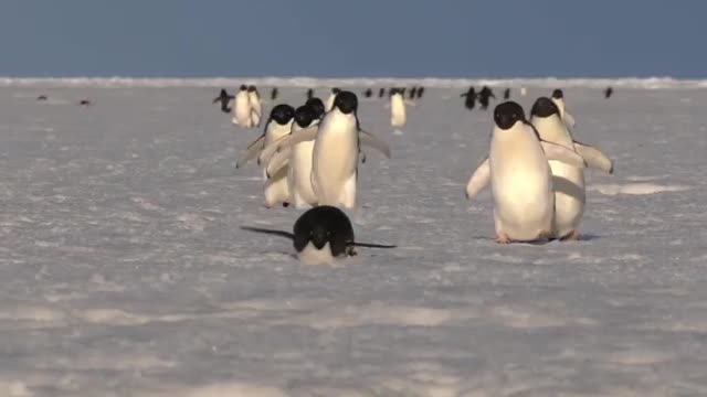 Let's go home. Adélie penguins waddling or tobogganing on the sea ice.