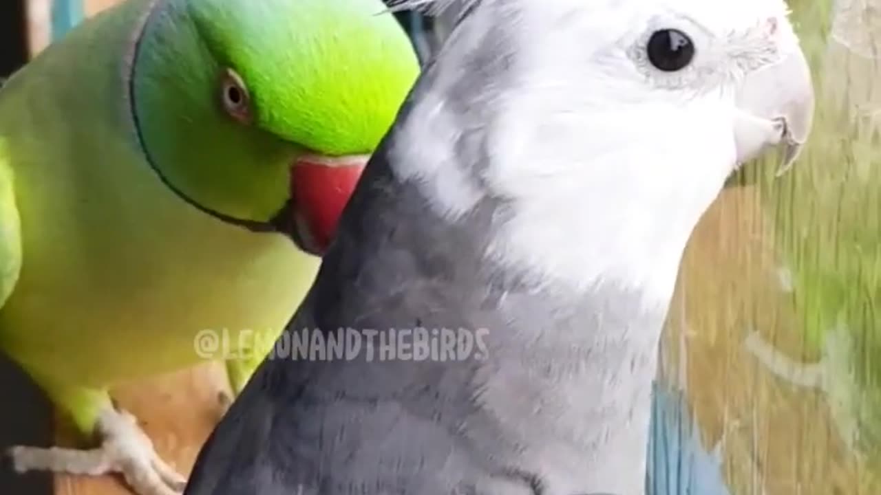 Parrot ask what are you doing