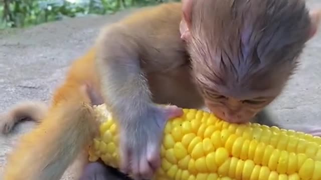 the corn is bigger than baby