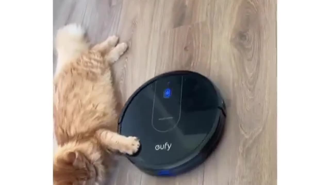 🐱 "Lazy Cat Rides Roomba Adventure!"