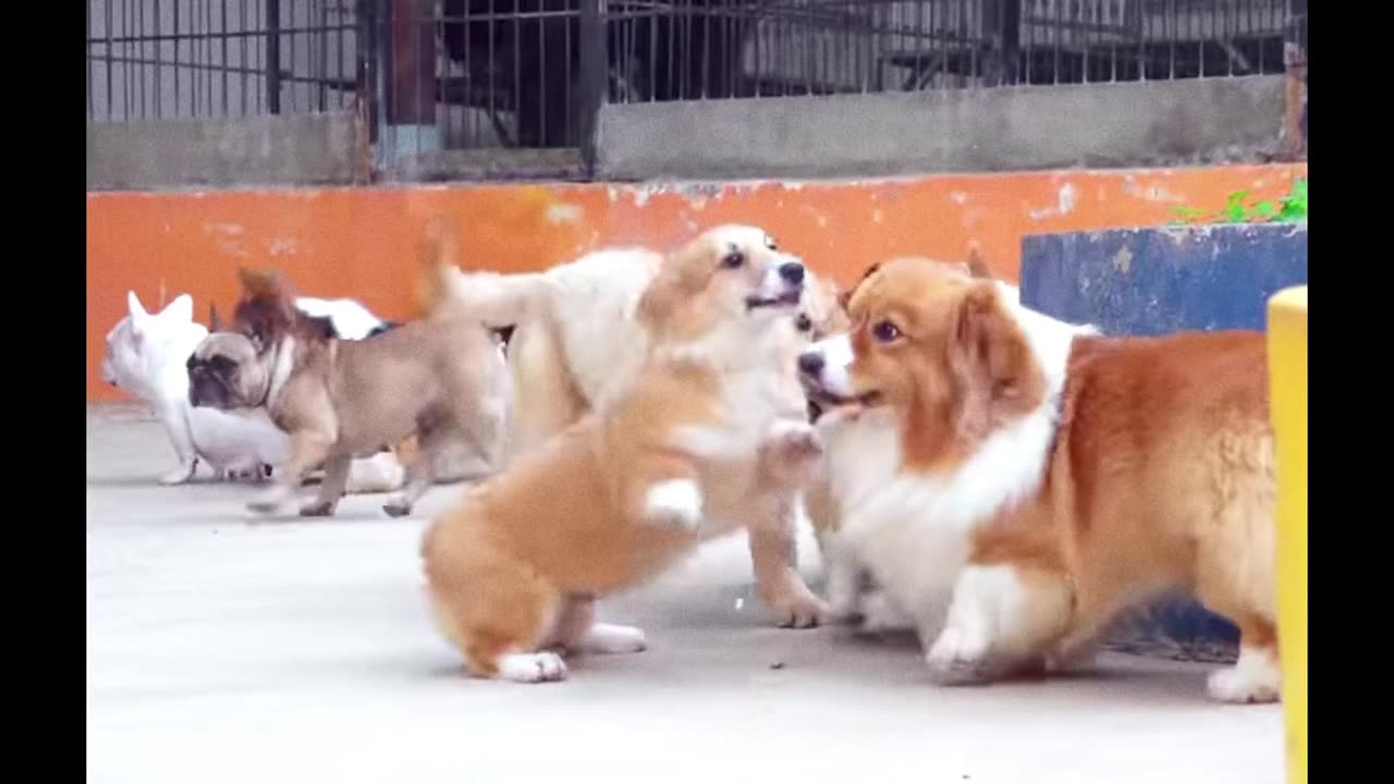 Cute Dogs are playing with each other 😍