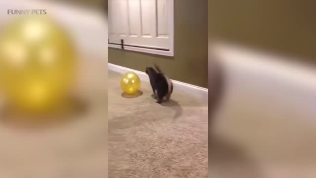 Cats VS Balloons 😂🎈 Funny Cats Playing With Balloons