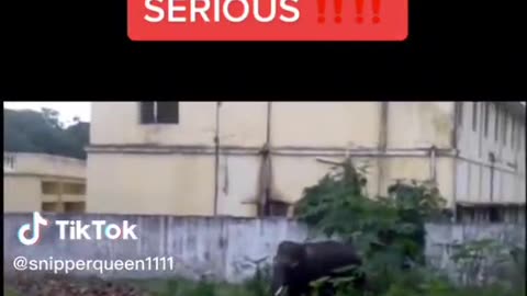 News Break: Elephants beef differently
