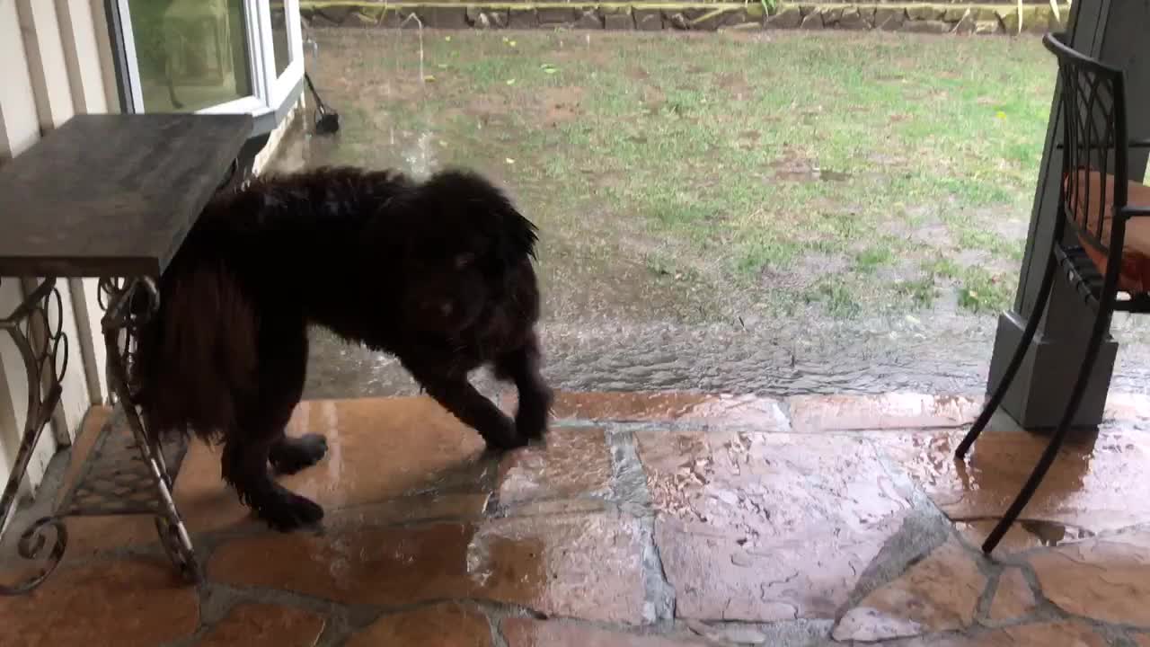 Samson the Newfoundland dog loving a California downpour!