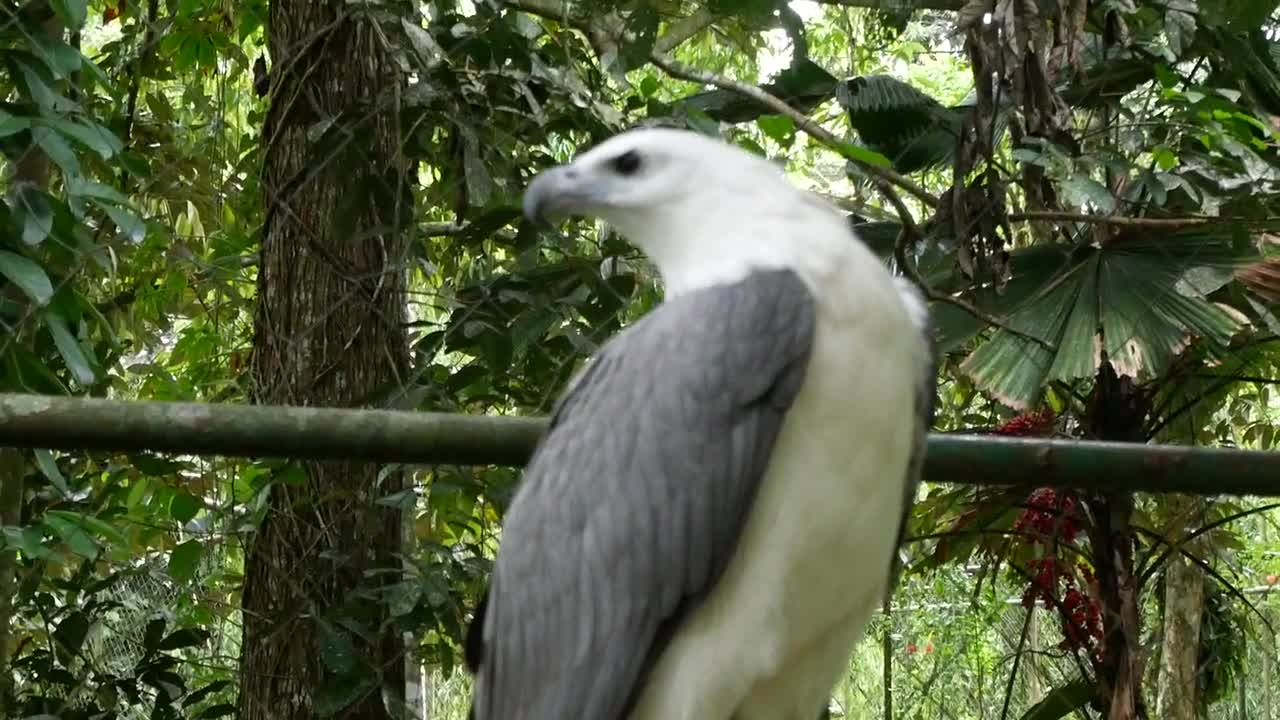 White And Gray Bald Eagle