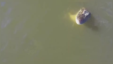 I Lost My Drone to an Alligator