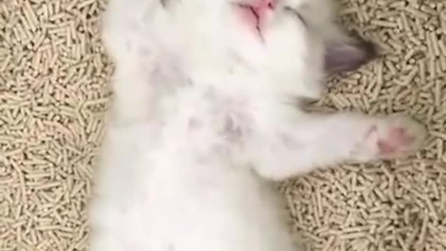 Funny and Cute Cats Compilation - Funny Cat - Cute Kitten Animal Pets #short #kitten #cutekittens