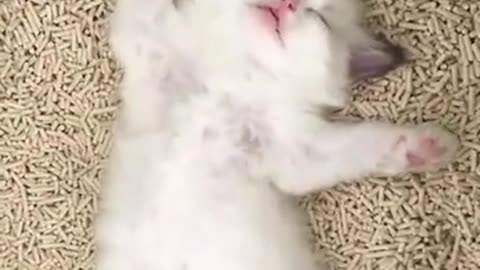 Funny and Cute Cats Compilation - Funny Cat - Cute Kitten Animal Pets #short #kitten #cutekittens