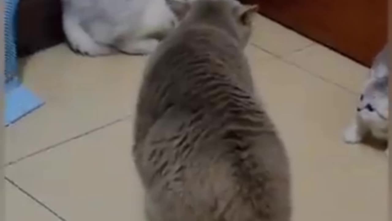 Cat fight