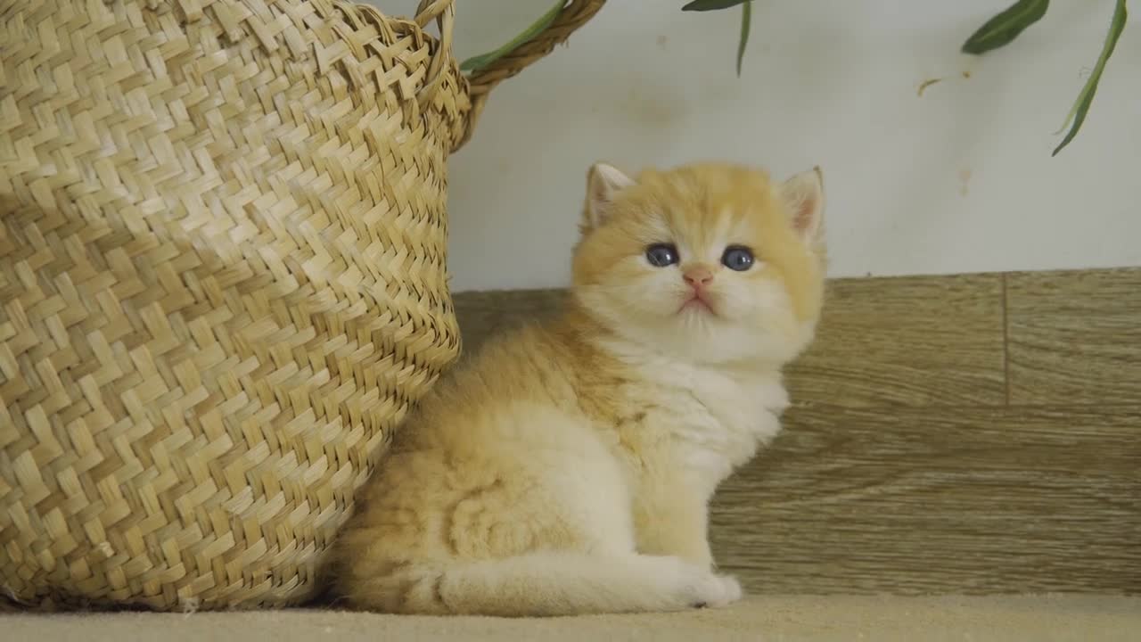 Kitten Pudding is waiting for eggs to hatch to become their mother Chick