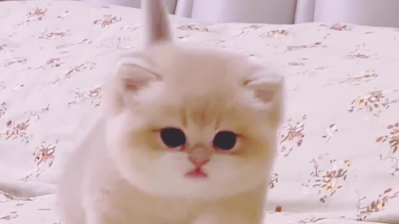 Babycat so cute