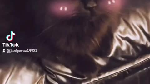 Kitty tik toks