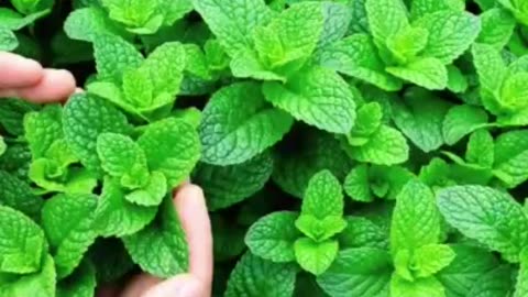 Many Benefits of Mint