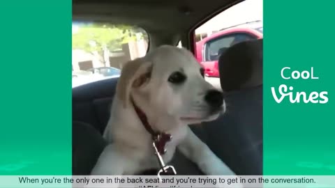 funny animals video