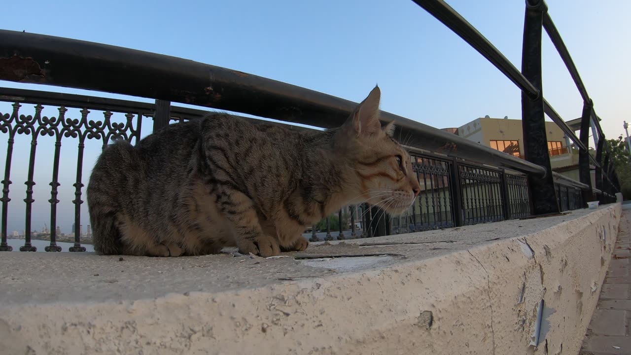 ED SHEERAN & MICHAEL JACKSON - Homeless cats in Ras Al Khaimah, UAE #cat #EdSheeran #MichaelJackson