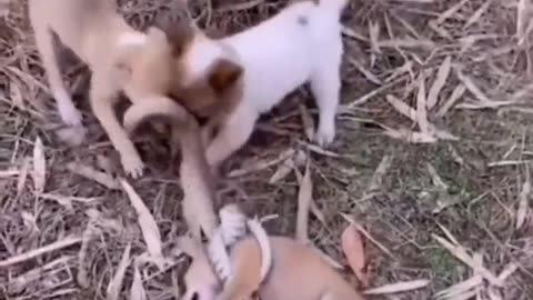 puppies fight off python snake