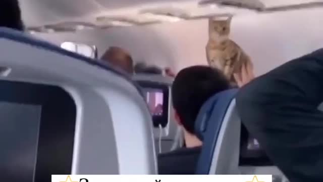 Wow this cat, go on a plane, where is he going?