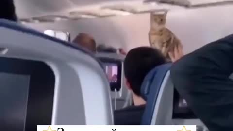 Wow this cat, go on a plane, where is he going?