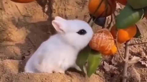 Cute animal - tiktok 😍😍