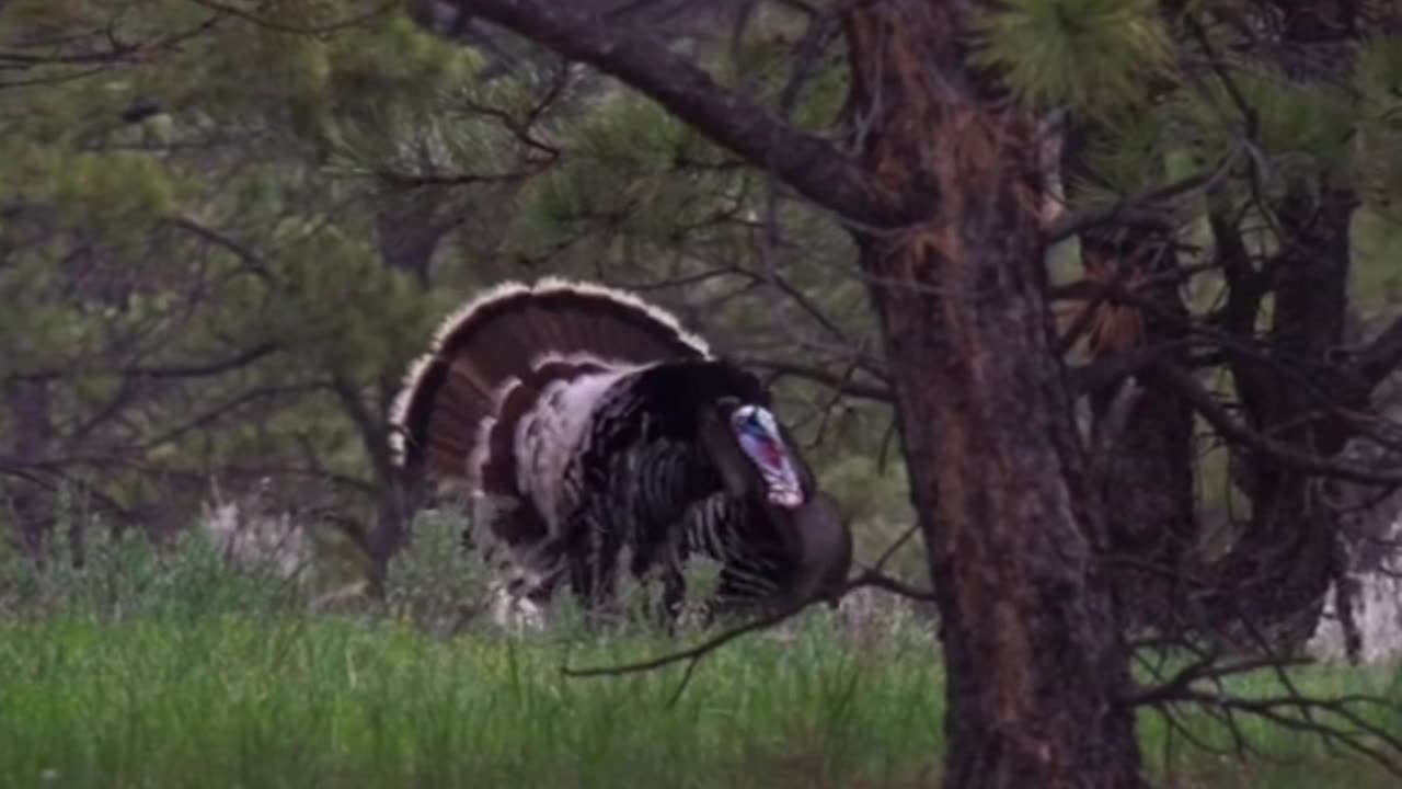 Turkey hunting