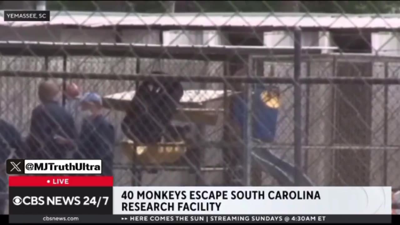 How do 40 Monkeys Accidentally Escape a Research Facility, New Outbreak?