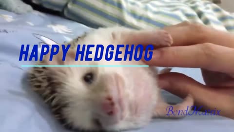 Happy Hedgehog!!!