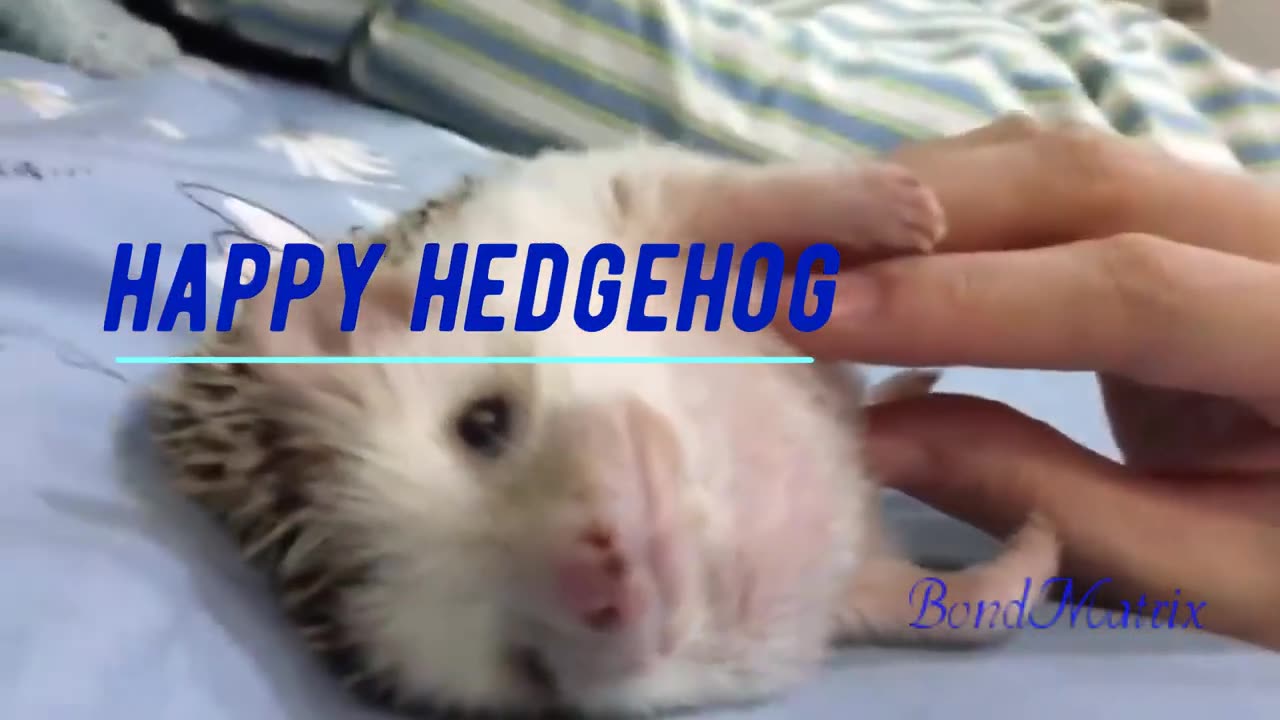 Happy Hedgehog!!!