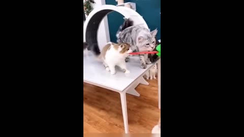 funny cat video 👀😃