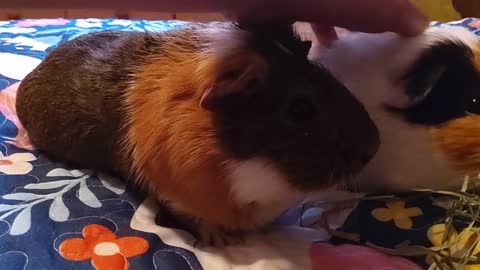 Vibrating guinea pig