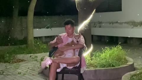 #Shiba Pikachu returned to paradise for a vacation ⛱️