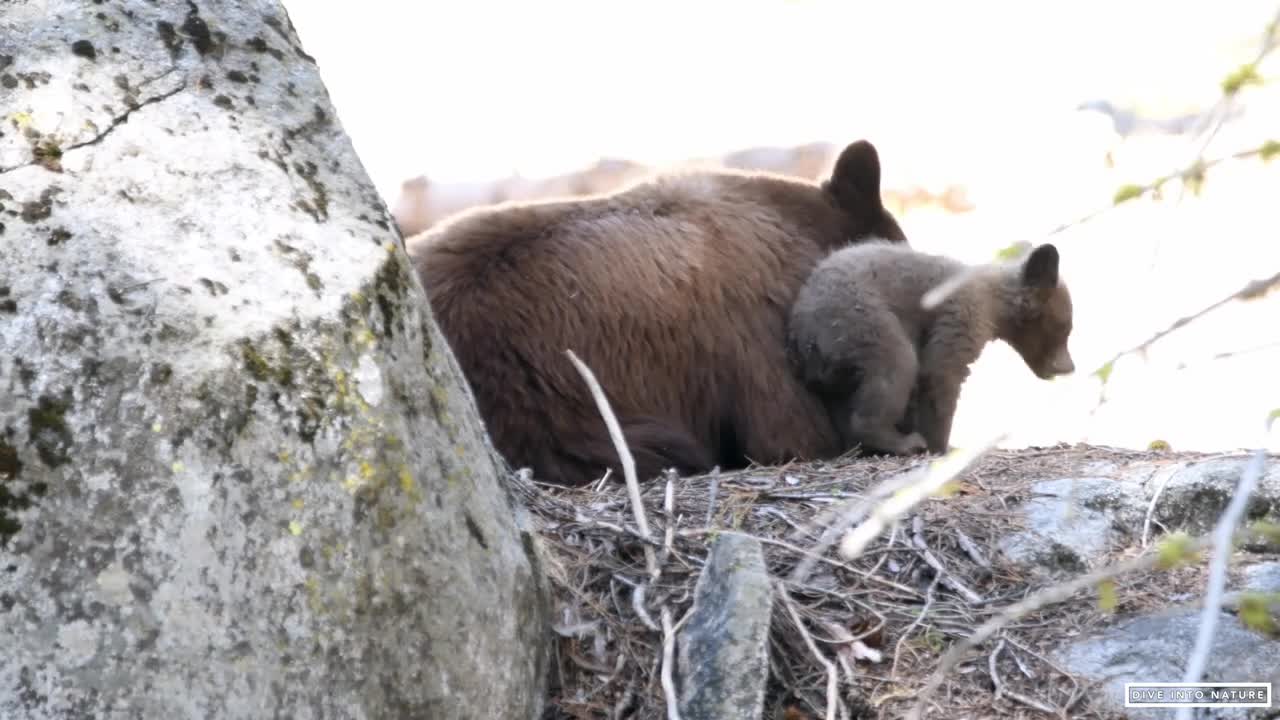 Mother Black Bear & Her Adorable Bear Cub in Sequoia National Park - California