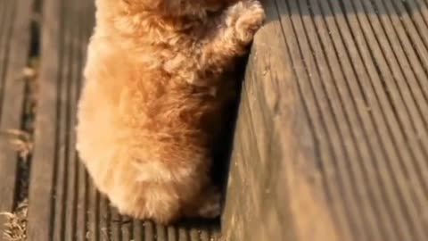 Cute Puppy | Funny Animal Videos | Funny Kingdom