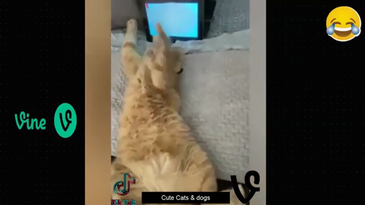 Best Funny Animal Videos Of The 2023 🤣 -