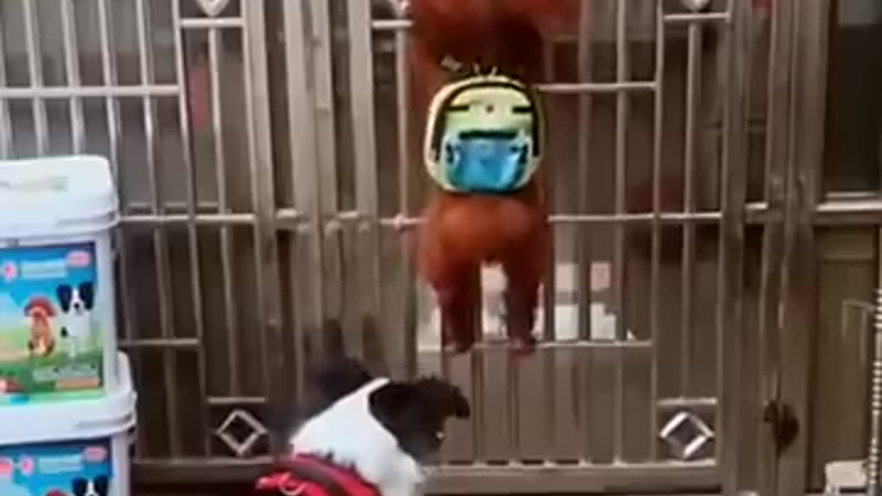 Funny dog fight