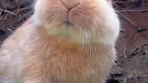 #cute #rabbit