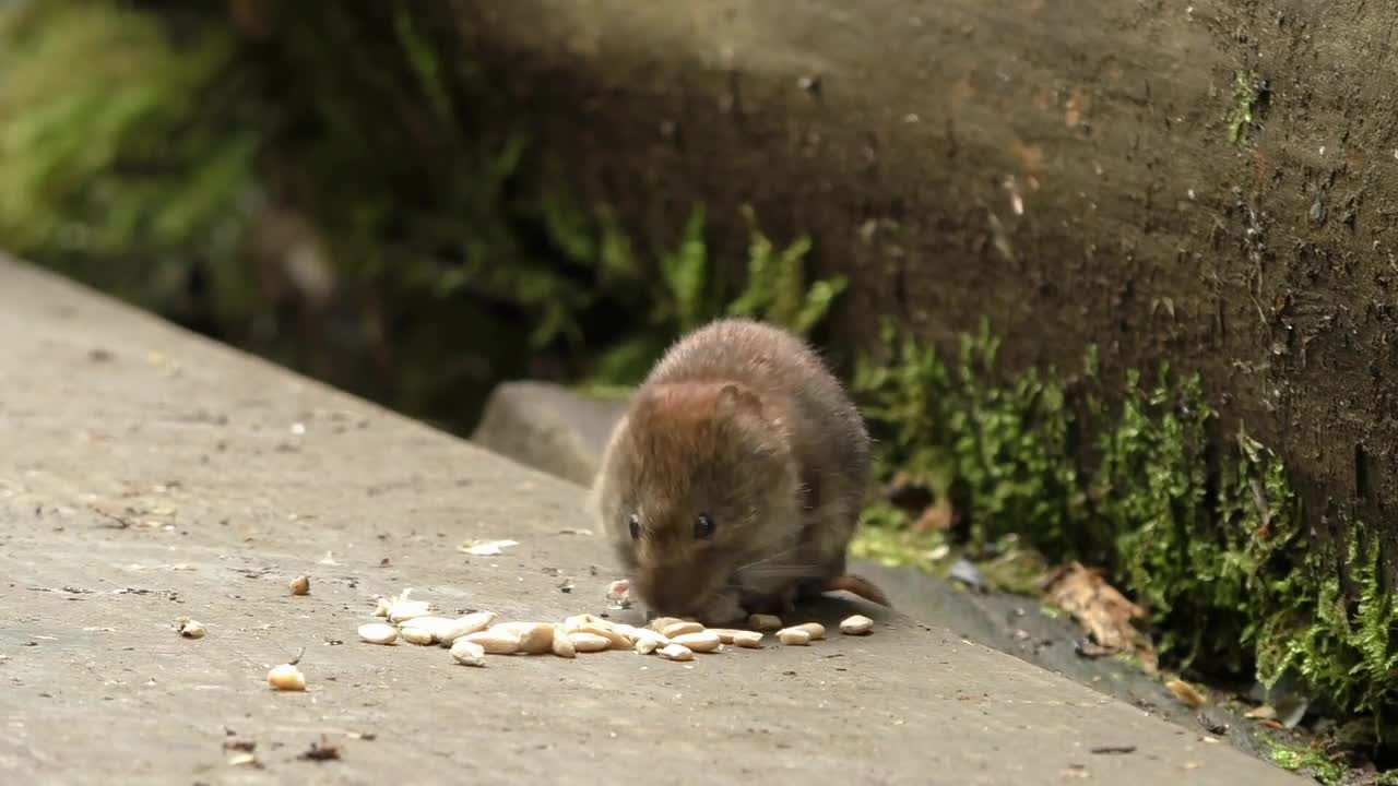 mouse trap \ electric mousetrap \ water mouse trap \ Make a mouse trap with a plastic box