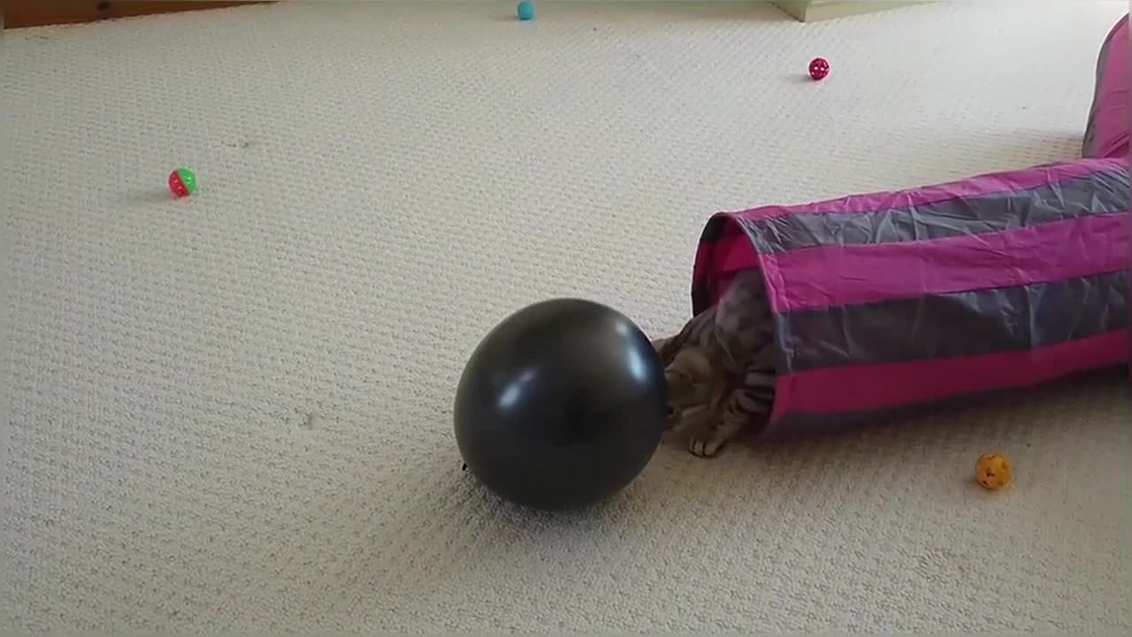 Bengal Kitten Adorably Plays With Balloon